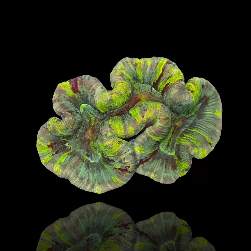 Trachyphyllia Geoffroyi sp. kaufen | Coralandfishstore.nl Trachyphyllia Geoffroyi sp. kaufen | Coralandfishstore.nl