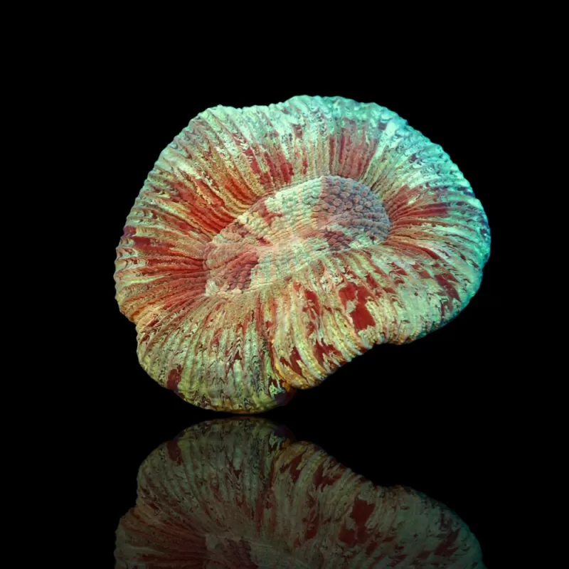 Trachyphyllia Geoffroyi sp. kaufen | Coralandfishstore.nl Trachyphyllia Geoffroyi sp. kaufen | Coralandfishstore.nl
