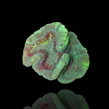 Trachyphyllia Geoffroyi sp. kaufen? | Coralandfishstore.nl