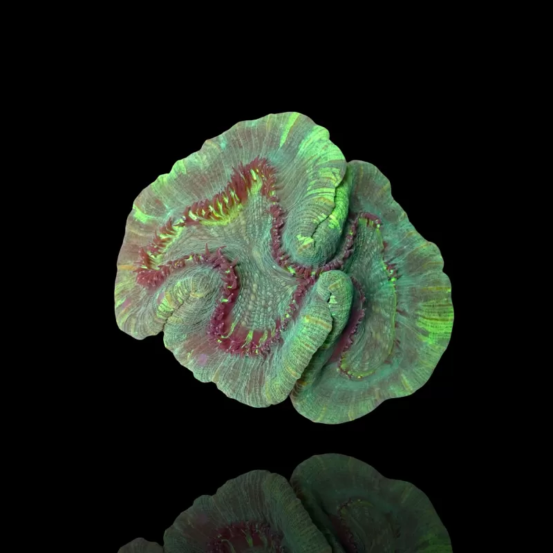 Trachyphyllia Geoffroyi sp. kaufen | Coralandfishstore.nl Trachyphyllia Geoffroyi sp. kaufen | Coralandfishstore.nl