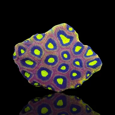 Souhaitez-vous commander Goniastrea Alien Eye – Dragon Soul ? l Coralandfishstore.nl