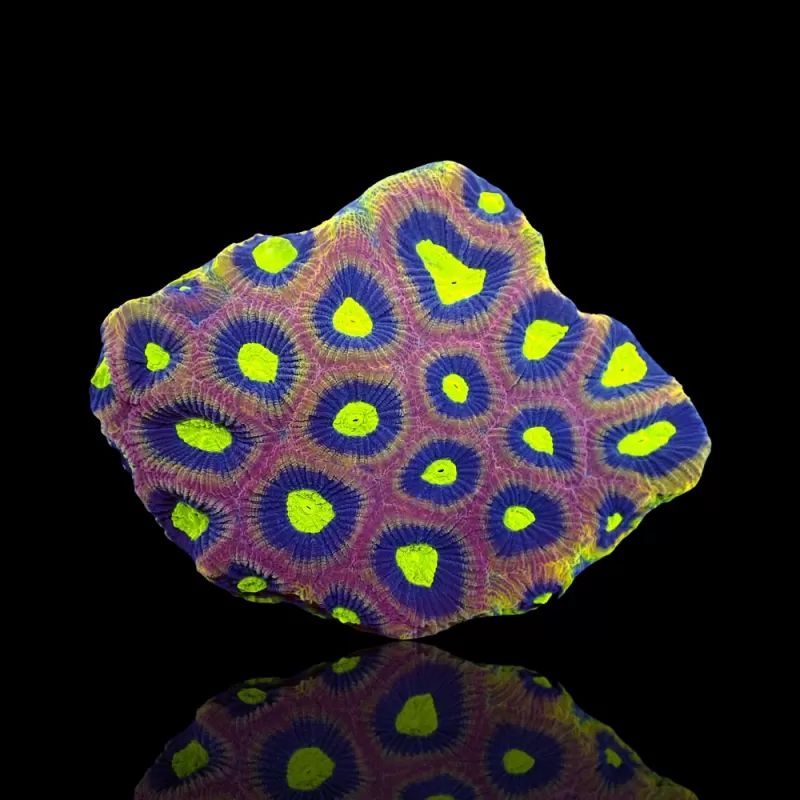 Œil extraterrestre de Goniastrea - Âme du dragon