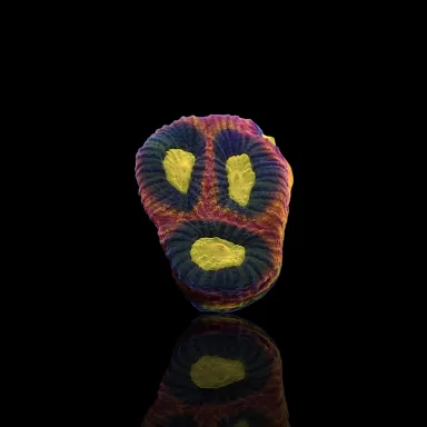 Möchten Sie Goniastrea Alien Eye - Dragon Soul bestellen? l Coralandfishstore.nl