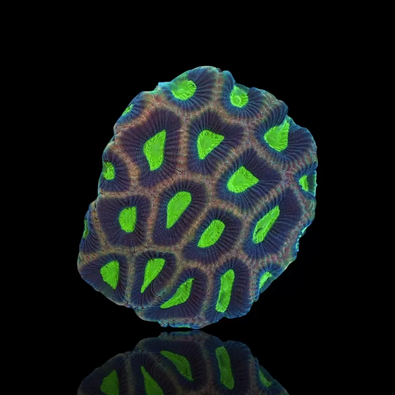 Möchten Sie Goniastrea Alien Eye - Dragon Soul bestellen? l Coralandfishstore.nl Möchten Sie Goniastrea Alien Eye - Dragon Soul bestellen? l Coralandfishstore.nl