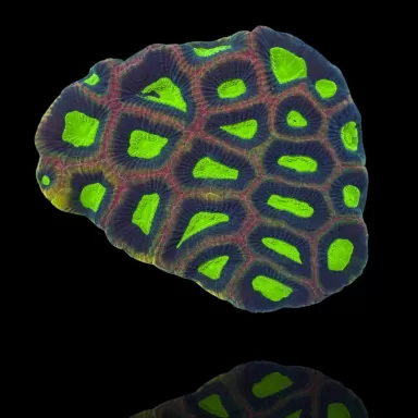 Möchten Sie Goniastrea Alien Eye - Dragon Soul bestellen? l Coralandfishstore.nl