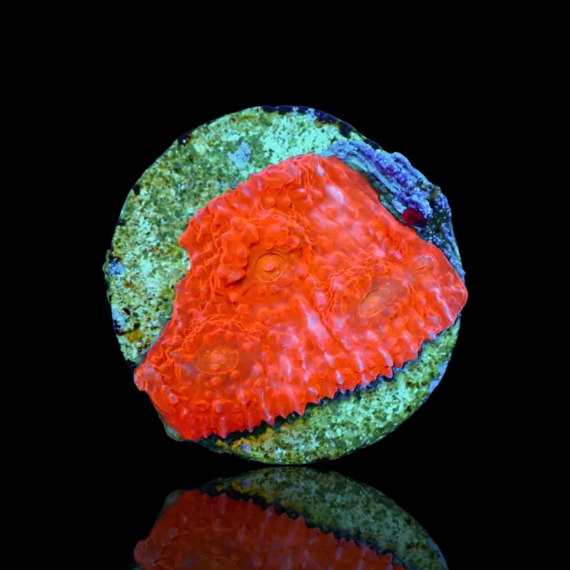 Echinophyllia (Chalice) Ultra Red