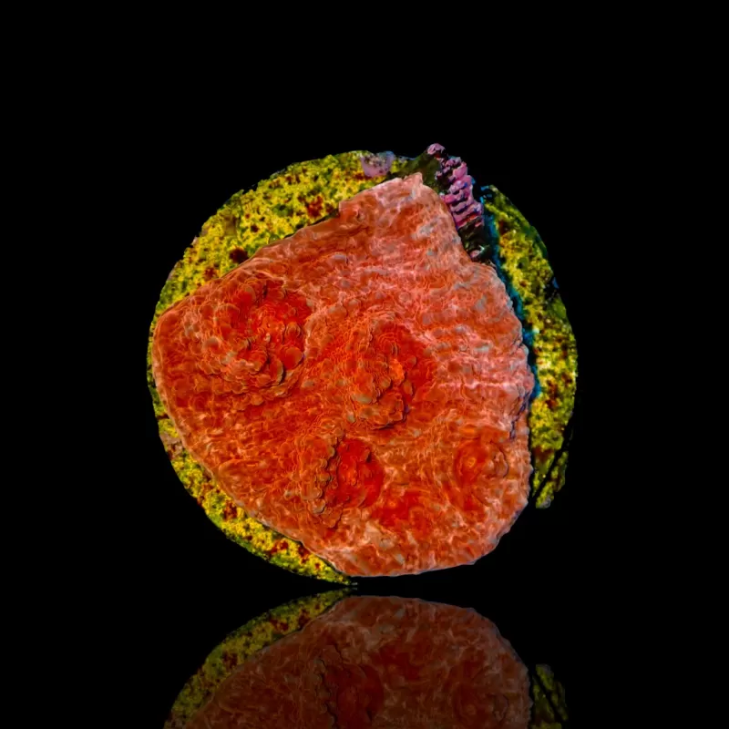 Kaufen Sie Echinophyllia (Kelch) Ultra Red | Coralandfishstore.nl Kaufen Sie Echinophyllia (Kelch) Ultra Red | Coralandfishstore.nl