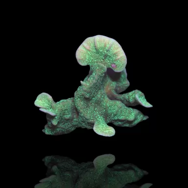 Möchten Sie Pavona Cactus bestellen? l Coralandfishstore.nl