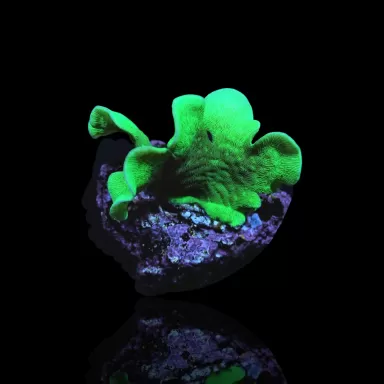 Möchten Sie Pavona Cactus bestellen? l Coralandfishstore.nl