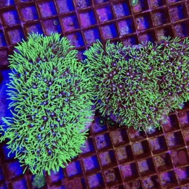 Pack Corail Doux ✔ Commandez facilement en ligne ! ✔ Prix le plus bas