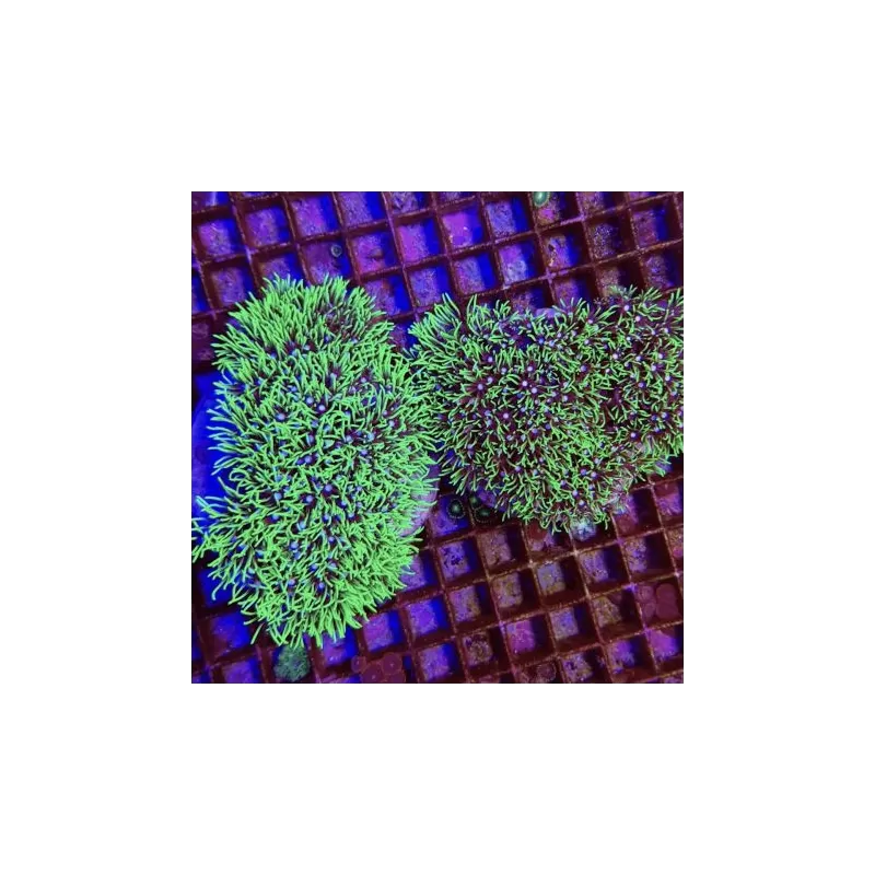 Pack de corail mou (5 pièces)