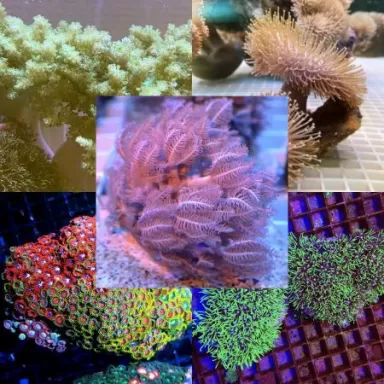 Pack de corail mou (5 pièces)