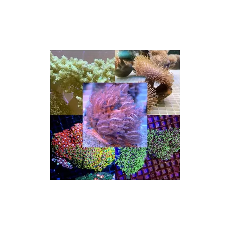 Soft Coral Pack Soft Coral Pack