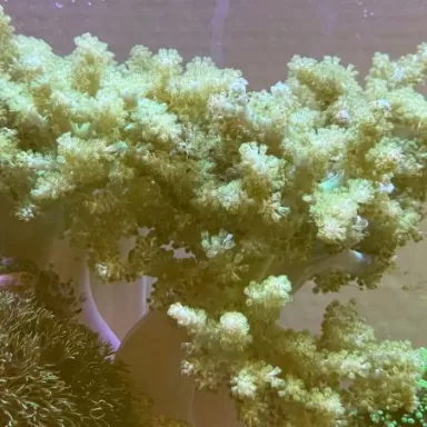 Pack Corail Doux ✔ Commandez facilement en ligne ! ✔ Prix le plus bas