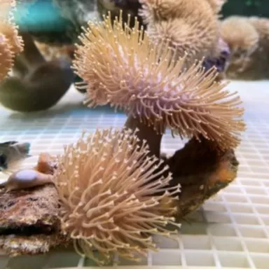 Pack Corail Doux ✔ Commandez facilement en ligne ! ✔ Prix le plus bas