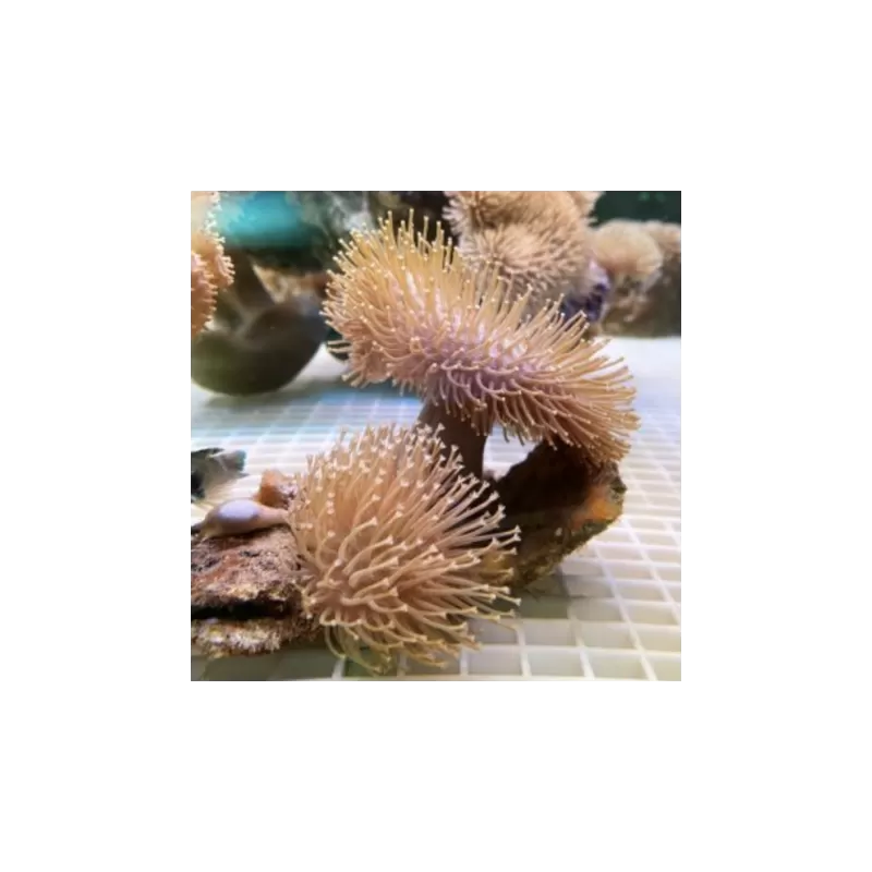 Pack de corail mou (5 pièces)