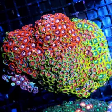 Pack Corail Doux ✔ Commandez facilement en ligne ! ✔ Prix le plus bas