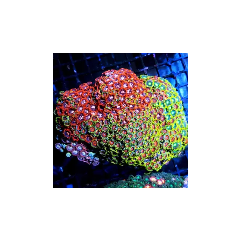 Pack de corail mou (5 pièces)