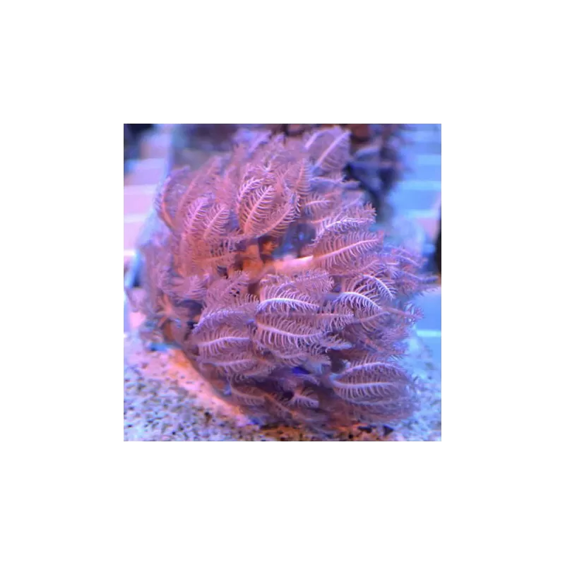 Pack de corail mou (5 pièces)