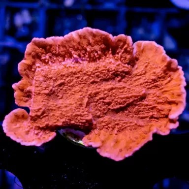 SPS Hard Coral Pack ✔ Bestel eenvoudig online! ✔ Laagste prijs