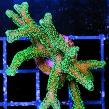 SPS Hard Coral Pack ✔ Bestel eenvoudig online! ✔ Laagste prijs