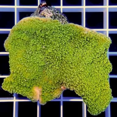 SPS Steinkorallen Pack ✔ Einfach online bestellen! ✔ Niedrigster Preis