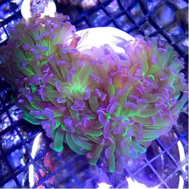 SPS Hard Coral Pack ✔ Bestel eenvoudig online! ✔ Laagste prijs