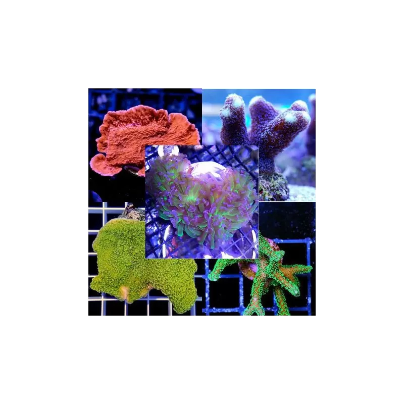 SPS - Hard Coral Pack (5 stuks) SPS - Hard Coral Pack (5 stuks)
