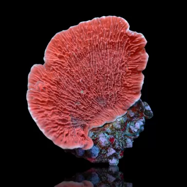 Duo Pack Stylophora + Montipora ✔ Einfach online bestellen! ✔ Niedrigster Preis