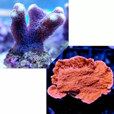 Duo Pack Stylophora + Montipora ✔ Einfach online bestellen! ✔ Niedrigster Preis