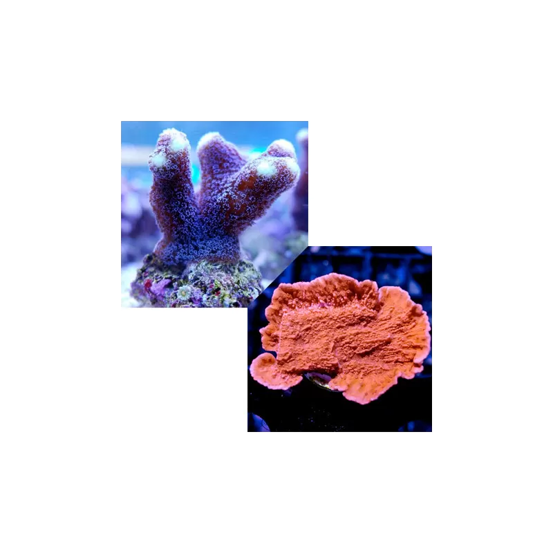 Duo Pack Stylophora + Montipora ✔ Einfach online bestellen! ✔ Niedrigster Preis Duo Pack Stylophora + Montipora ✔ Einfach online bestellen! ✔ Niedrigster Preis