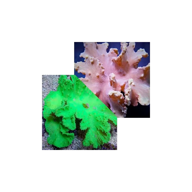 Duo Pack Sinularia Dura Green + Pink ✔ Einfach online bestellen! ✔ Niedrigster Preis