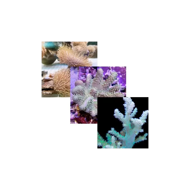 Pack Cuir (3 pièces)