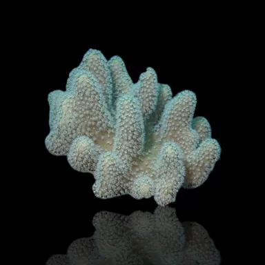 Pack Cuir ✔ Commandez facilement en ligne ! ✔ Prix le plus bas