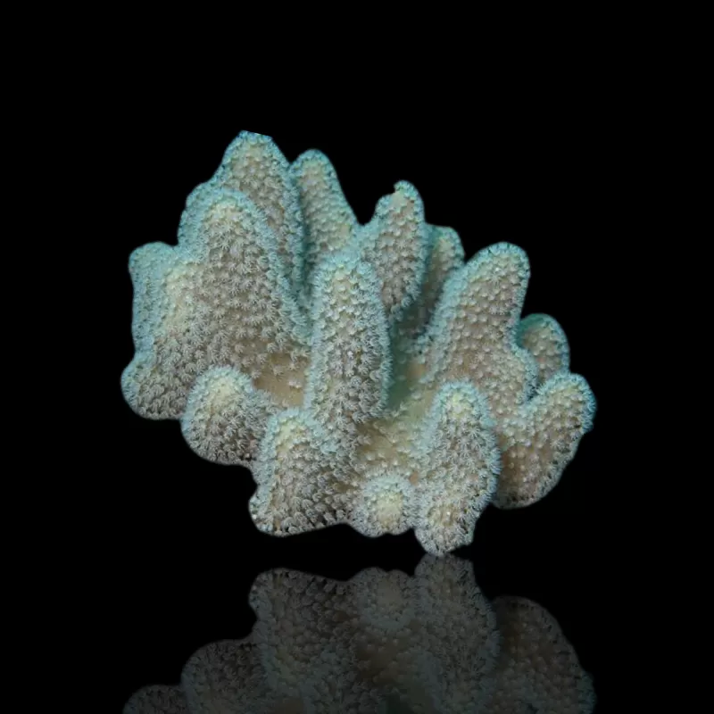 Pack Cuir (3 pièces)