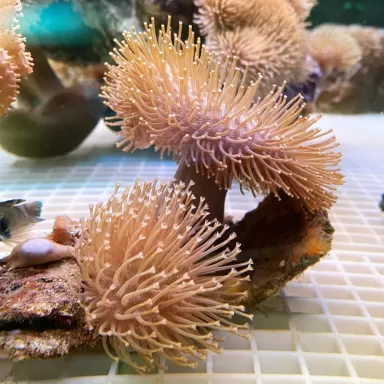 Pack Cuir ✔ Commandez facilement en ligne ! ✔ Prix le plus bas