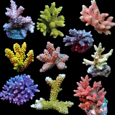 Acropora Frag Pack (4 Stück)