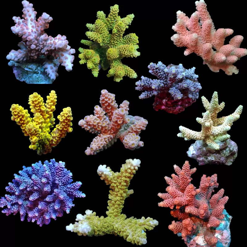 Acropora Frag Pack ✔ Einfach online bestellen! ✔ Niedrigster Preis Acropora Frag Pack ✔ Einfach online bestellen! ✔ Niedrigster Preis