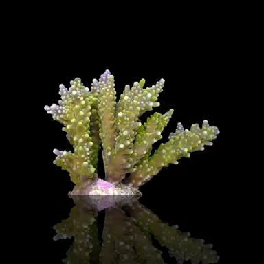 Acropora Frag Pack ✔ Bestel eenvoudig online! ✔ Laagste prijs