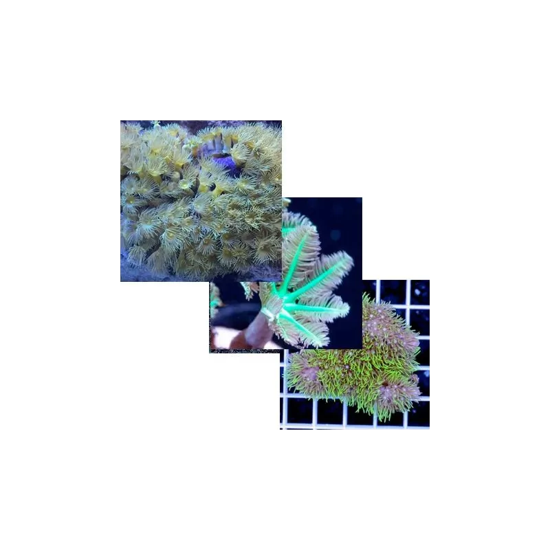 Poliepen Pack Poliepen Pack