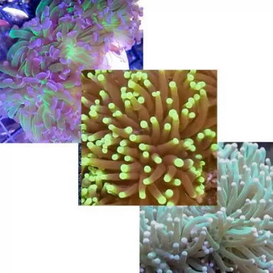 Euphyllia Pack ✔ Einfach online bestellen! ✔ Niedrigster Preis