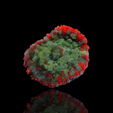 Rhodactis Pack ✔ Bestel eenvoudig online! ✔ Laagste prijs