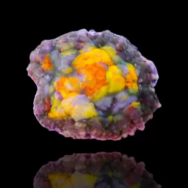 Rhodactis Pack ✔ Einfach online bestellen! ✔ Niedrigster Preis