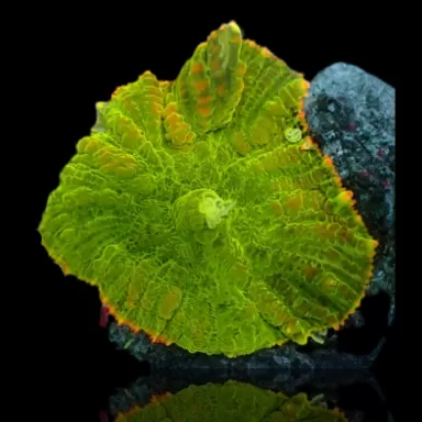 Rhodactis Pack ✔ Einfach online bestellen! ✔ Niedrigster Preis