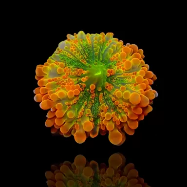 Ricordea Pack ✔ Einfach online bestellen! ✔ Niedrigster Preis