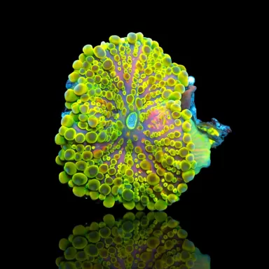 Ricordea Pack ✔ Einfach online bestellen! ✔ Niedrigster Preis