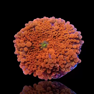 Ricordea Pack ✔ Einfach online bestellen! ✔ Niedrigster Preis