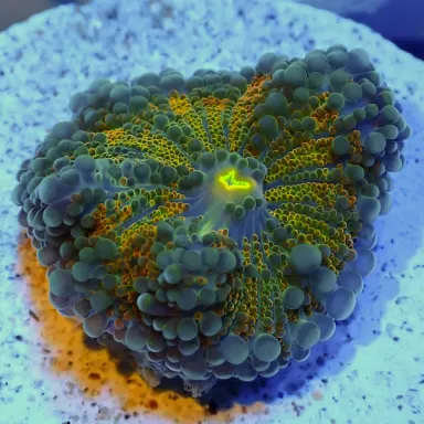 Ricordea Pack ✔ Einfach online bestellen! ✔ Niedrigster Preis