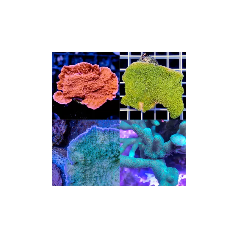 Montipora Pack A ✔ Einfach online bestellen! ✔ Niedrigster Preis Montipora Pack A ✔ Einfach online bestellen! ✔ Niedrigster Preis