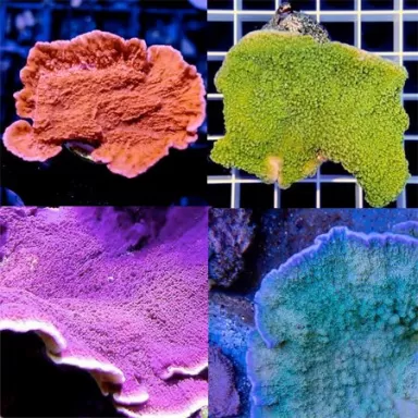 Montipora Pack B
